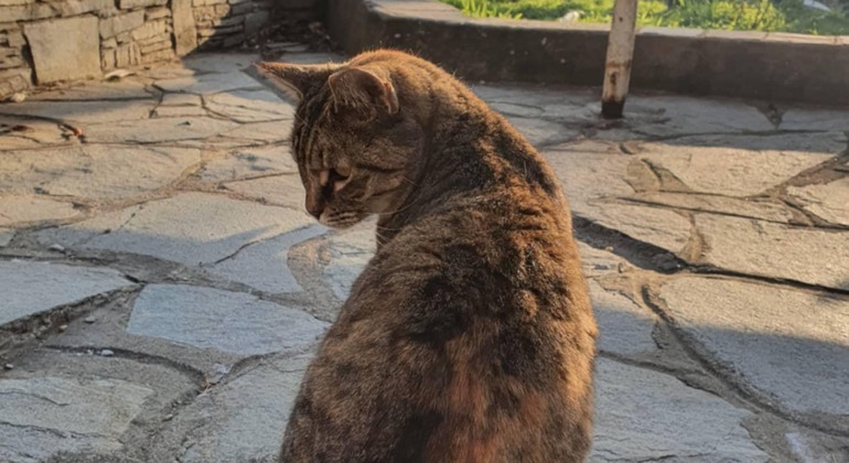 Meet the Stray Animals Tour of Thessaloniki Greece — #29