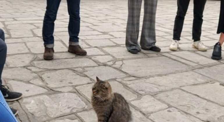 Meet the Stray Animals Tour of Thessaloniki Greece — #30