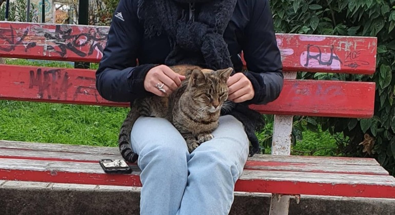 Meet the Stray Animals Tour of Thessaloniki Greece — #31