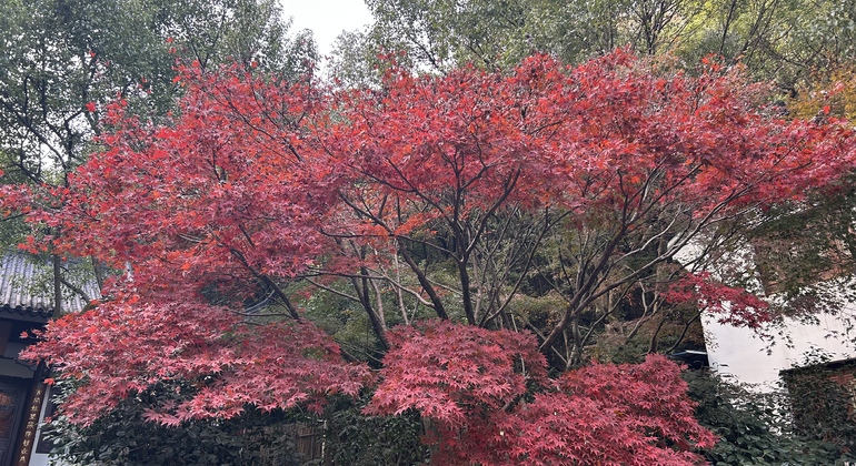 Visite libre de Hangzhou : Explorer le temple de Lian, China
