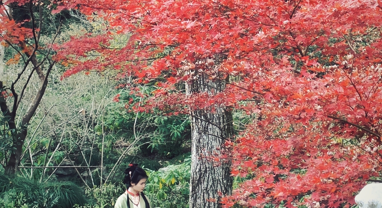 free-tour-hangzhou-cultural-trek-monasteries-carved-cliffs-es-31