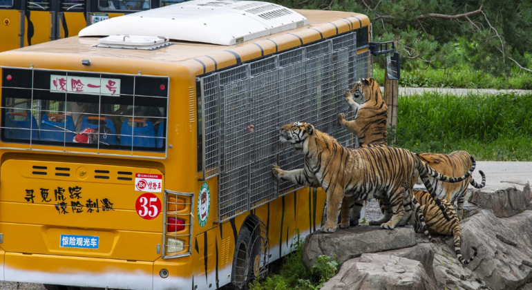 Visite en bus du parc des tigres de Sibérie à Harbin, China