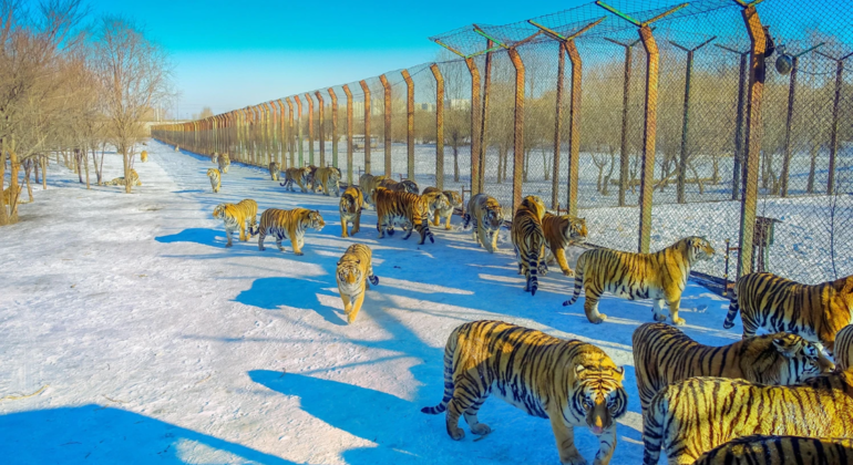 Visite en bus du parc des tigres de Sibérie à Harbin Chine &mdash; #7