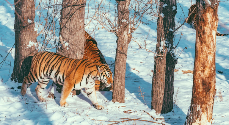 Visite en bus du parc des tigres de Sibérie à Harbin Chine &mdash; #10