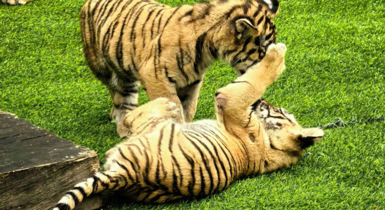 Visite en bus du parc des tigres de Sibérie à Harbin Chine &mdash; #11