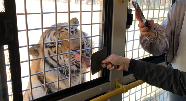 Visite en bus du parc des tigres de Sibérie à Harbin Chine &mdash; #12