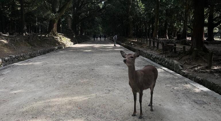Nara Park FreeTour Japan &mdash; #3