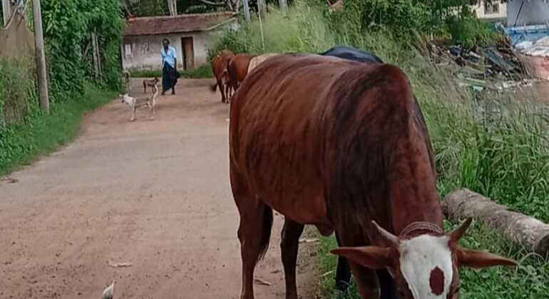 Visite libre : Promenade sur l'île de Blue Beach Sri Lanka &mdash; #6
