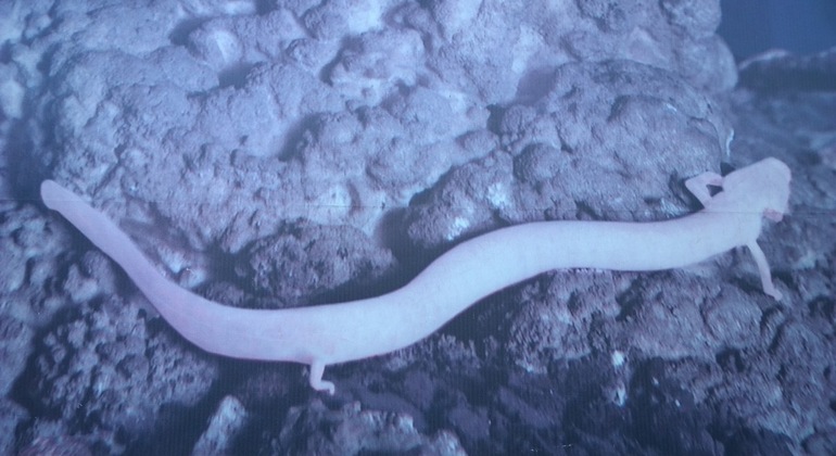 Postojna Caves and the medieval castle of Predjama from Ljubljana