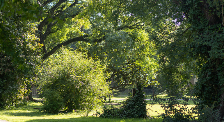 B.A Hidden Wonders Tour Parque Chas y Parque Agronomía