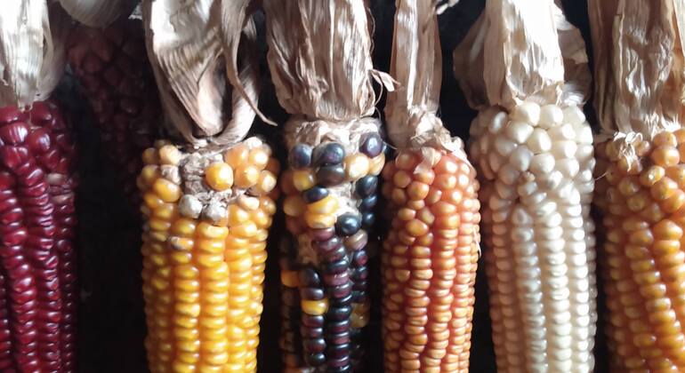 San Cristóbal Food Tour: Street Art, Markets & Local Flavors Mexico &mdash; #6