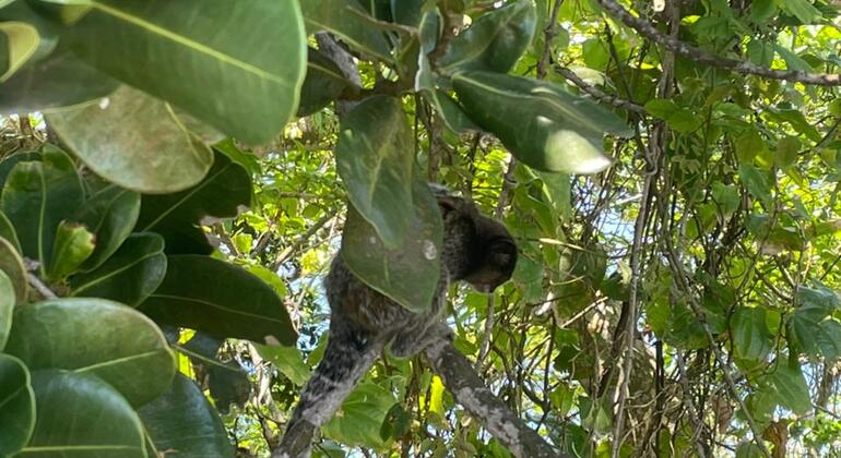 Kostenlose Tour Leme & Copacabana seit den Anfängen: Eine Entdeckungstour durch seine Geschichte Brasilien &mdash; #3