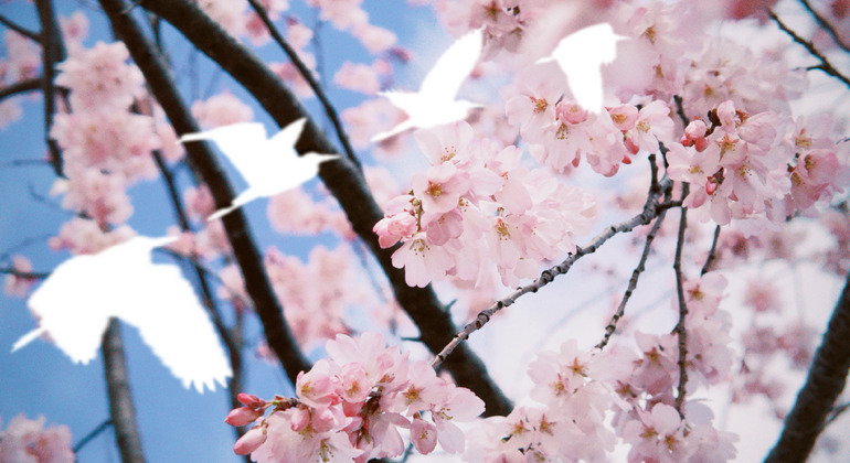 folded-millennia-free-walking-reverie-through-kyoto-es-9