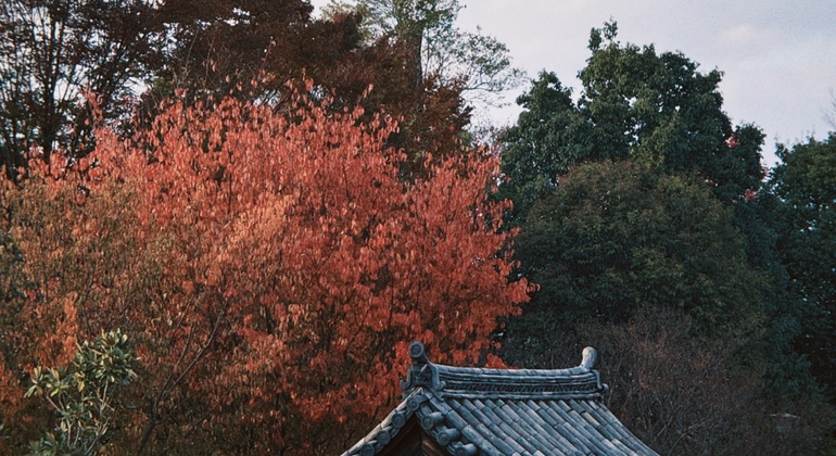 Milénios dobrados: visita gratuita ao labirinto do tempo vivo de Quioto Japão &mdash; #7