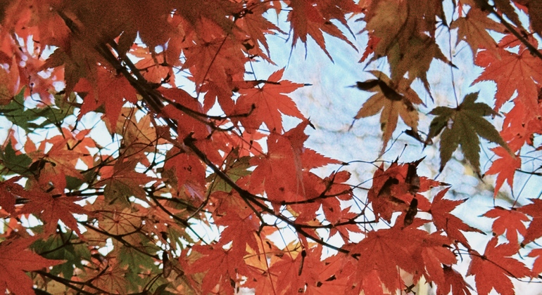 Milénios dobrados: visita gratuita ao labirinto do tempo vivo de Quioto Japão &mdash; #2