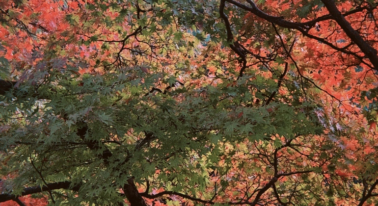 Milénios dobrados: visita gratuita ao labirinto do tempo vivo de Quioto Japão &mdash; #12