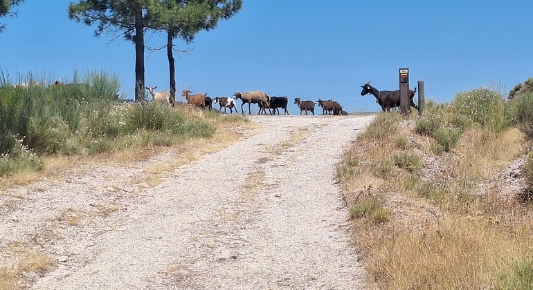 Serra da Estrela: escursione tra cascate e storie nascoste. global.countries. &mdash; #4