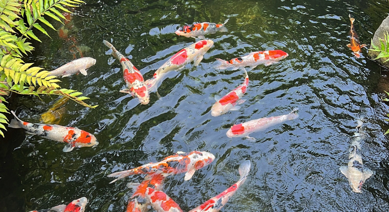 Tour of Tokyo: Highlights and Hidden Gems Japan &mdash; #11