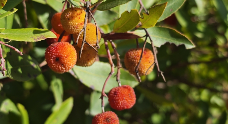 walking-tour-Moinho-das-Estrelas-es-6