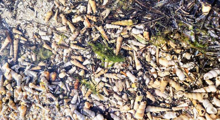 coastal-views-free-tour-of-koper-en-4