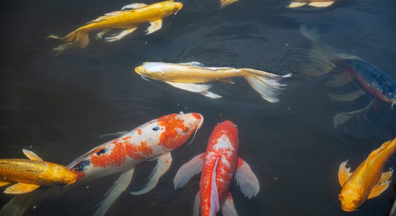 Tokyo Castle & Imperial Palace Shogun Tour Japan &mdash; #7