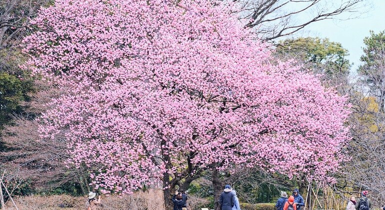 Tokyo Castle & Imperial Palace Shogun Tour Japan &mdash; #2