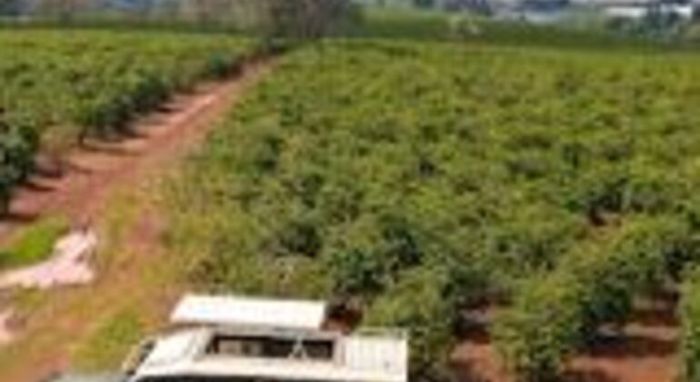 From Bean to Brew: Hands-On Kenyan Coffee Magic Kenya &mdash; #2