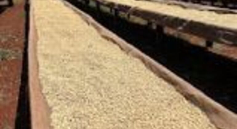 From Bean to Brew: Hands-On Kenyan Coffee Magic Kenya &mdash; #3