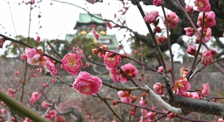 Osaka: Visita guiada por la historia del castillo con entrada Japón &mdash; #10