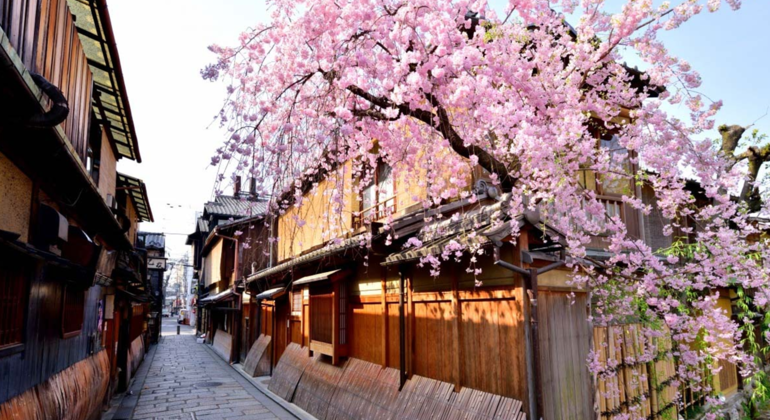 kyoto-gion-geisha-culture-history-guided-walking-tour-en-9