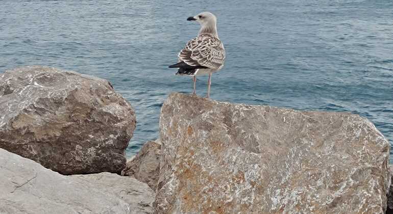 Piran Essentials Free Tour Slovenia &mdash; #8