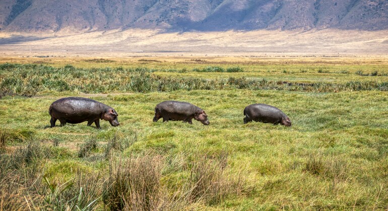 ngorongoro-crater-day-trip-in-karatu-en-1