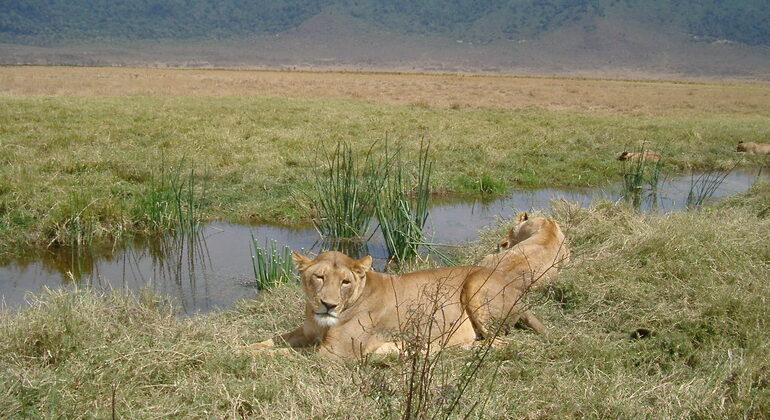 ngorongoro-crater-day-trip-in-karatu-en-2