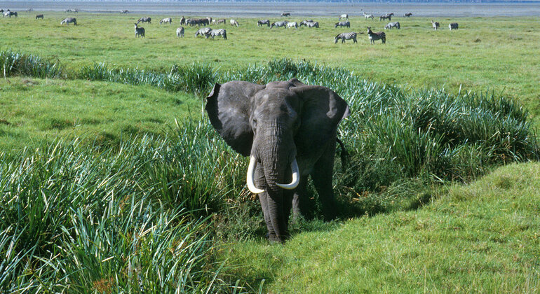 ngorongoro-crater-day-trip-in-karatu-en-4
