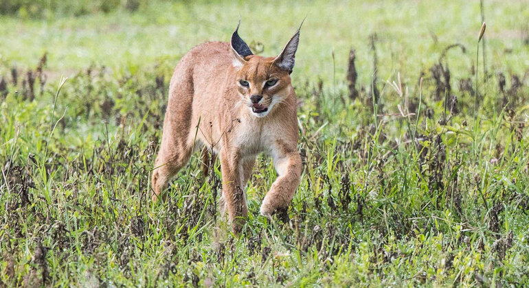 ngorongoro-crater-day-trip-in-karatu-en-5