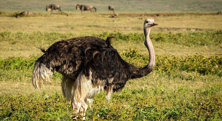 ngorongoro-crater-day-trip-in-karatu-en-7