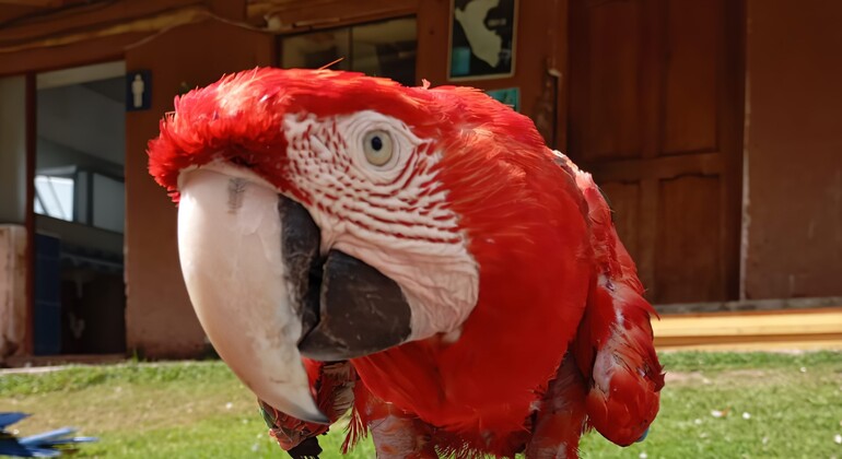 Maravillosa Experiencia Fauna Silvestre de Cusco
