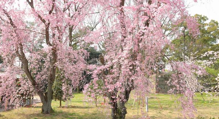 kyoto-nijo-castle-unesco-site-tour-en-9