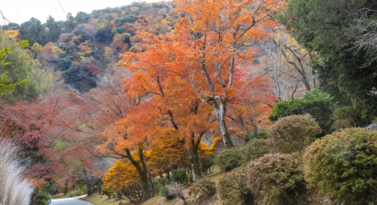 Kyoto: Arashiyama UNESCO Walking Tour with Admission Japan &mdash; #8