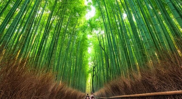 Kyoto: Arashiyama UNESCO Walking Tour with Admission