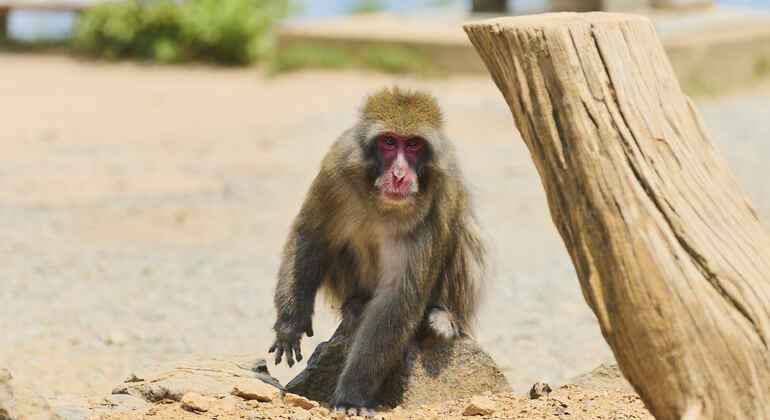 Kyoto: Arashiyama UNESCO Walking Tour with Admission Japan &mdash; #9