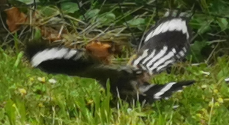 trebizat-exploring-free-tour-en-2