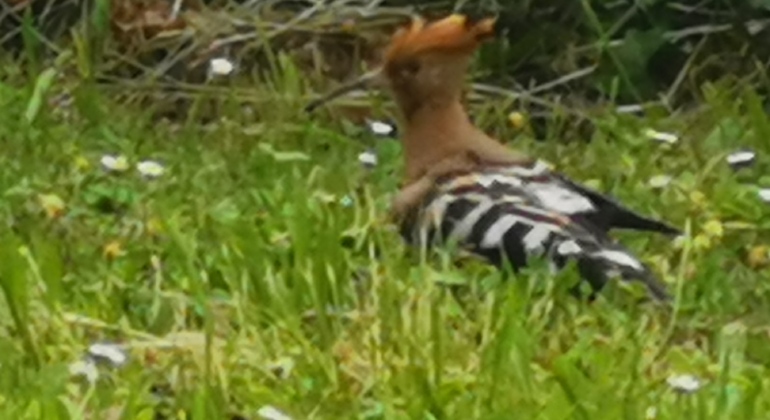 trebizat-exploring-free-tour-en-3