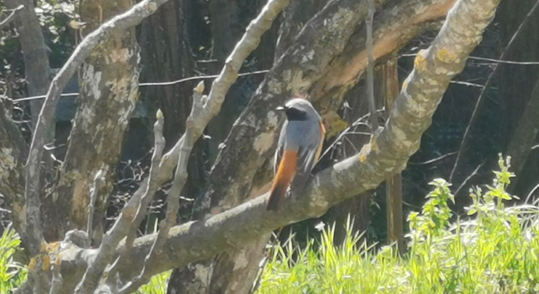 trebizat-exploring-free-tour-en-7