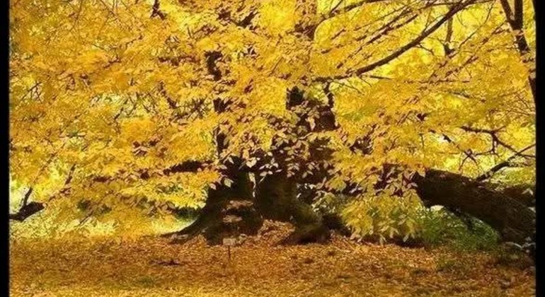 history-and-nature-walking-tour-through-the-prado-en-11