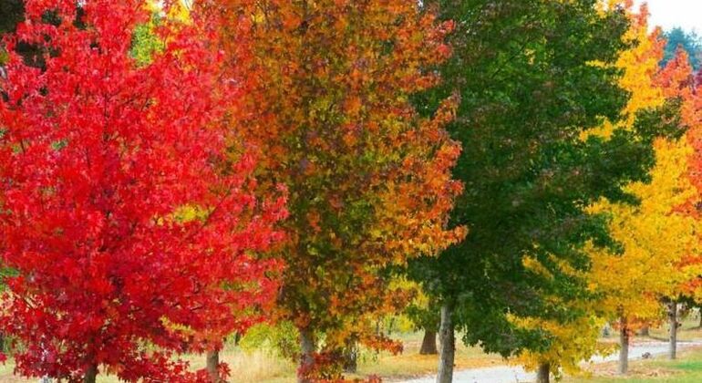 history-and-nature-walking-tour-through-the-prado-en-12