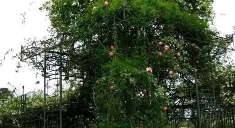 history-and-nature-walking-tour-through-the-prado-en-18