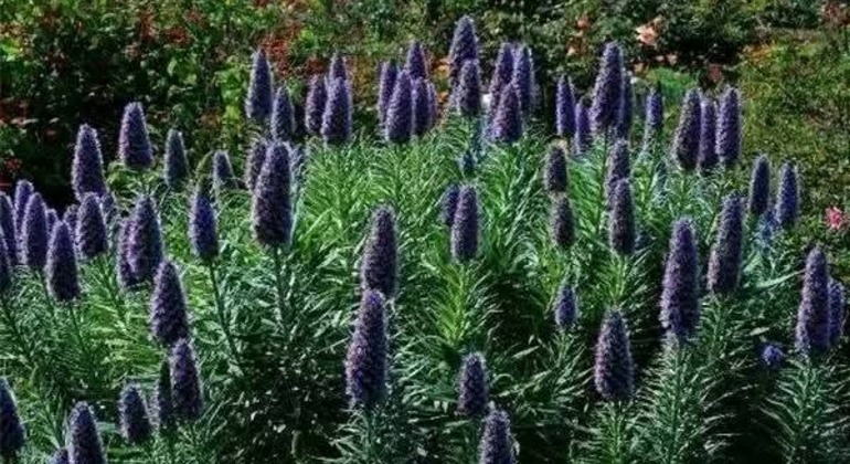 history-and-nature-walking-tour-through-the-prado-en-19