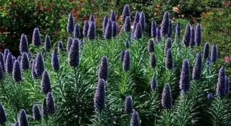 Walking Tour of History and Nature through the Prado Uruguay &mdash; #2