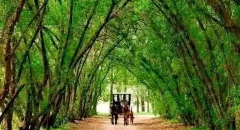 history-and-nature-walking-tour-through-the-prado-en-15